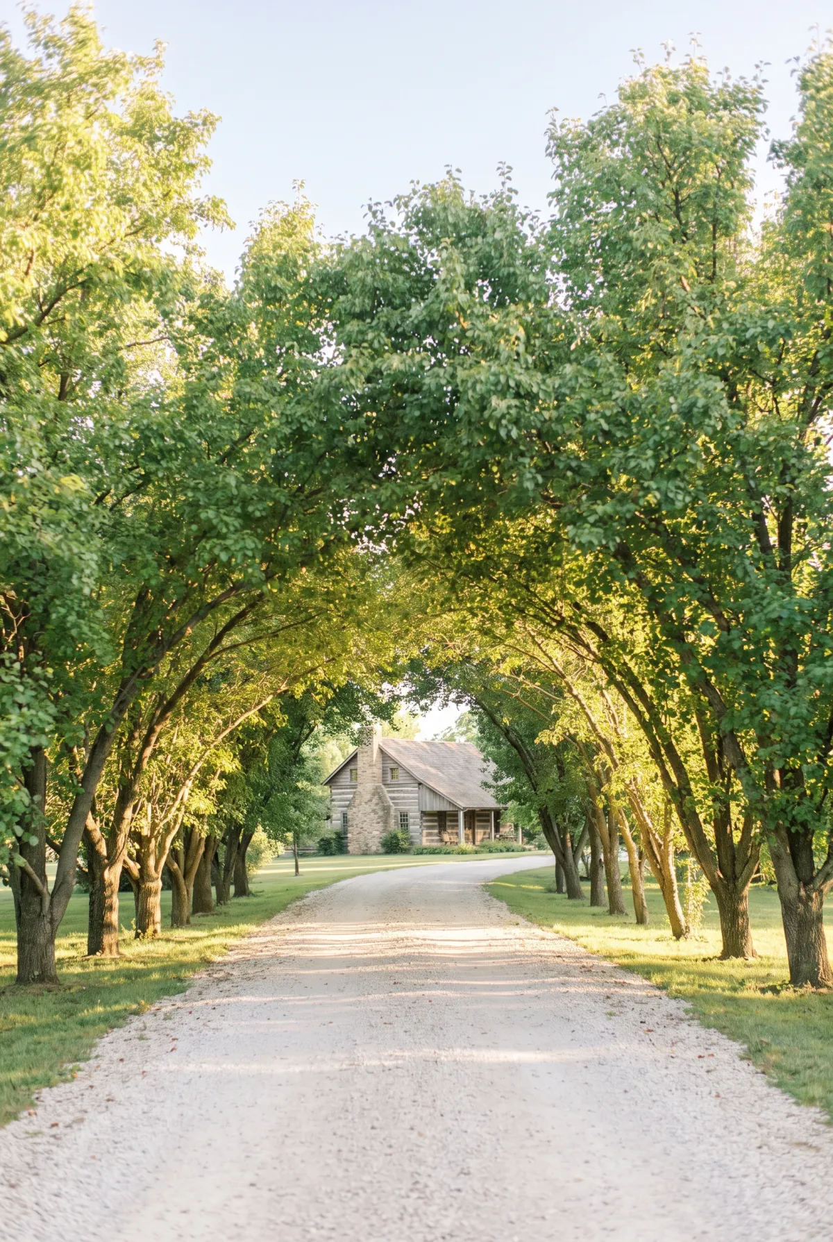 Long country gravel driveway flanked by an allee of mature trees